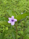 Ruellia humilis wild plant