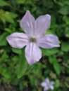 Ruellia prostrata, Commonly know Bell Weed, Prostrate Wild Petunia, Black weed