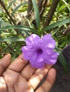 Ruellia simplex, brittoniana ,tweediana, Mexican Petunia etc