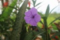 Ruellia simplex flower beautiful