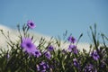 Ruellia Simplex Flower Blooming in the Garden