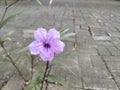 Ruellia Simplex Flower