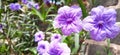 Ruellia simplex flower morning flower purple flower