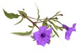 Ruellia simplex, the Mexican petunia, Mexican bluebell or Britton`s wild petunia. Isolated on white