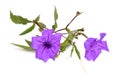 Ruellia simplex, the Mexican petunia, Mexican bluebell or Britton`s wild petunia. Isolated on white