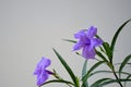 Ruellia simplex, the Mexican petunia, Mexican bluebell, britton's wild petunia Acanthaceae. purple flowers.