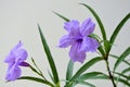 Ruellia simplex, the Mexican petunia, Mexican bluebell, britton's wild petunia Acanthaceae. Evergreen perennial purple