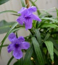 Ruellia simplex, the Mexican petunia, Mexican bluebell, britton's wild petunia Acanthaceae. perennial plant. Purple flower