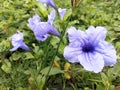 Ruellia simplex (Purple golden flowers)