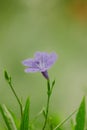 Ruellia simplex: Single flower, purple or pink flower