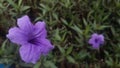 Ruellia Squarrosa Beauty Purple Flower