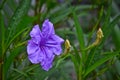 Ruellia squarrosa