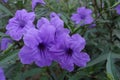 Ruellia squarrosa