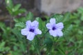 Ruellia tuberosa, also known as Snapdragon root, are growing wild in shady backyard