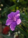 Ruellia tuberosa in backlight with boleh background Royalty Free Stock Photo