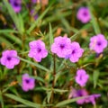 Ruellia tuberosa. Beautiful Purple flowers blooming in the garden