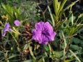 Ruellia Tuberosa: A Blossom of Radiant Beauty