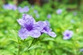 Ruellia tuberosa Flower Background Royalty Free Stock Photo