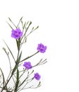 Ruellia tuberosa flower blooming against white background