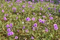 Ruellia tuberosa flower filed Royalty Free Stock Photo