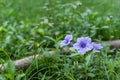 Ruellia tuberosa