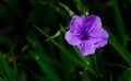 Ruellia tuberosa L., Ruellia flower in garden