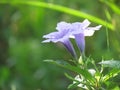 Ruellia tuberosa Linn. or Waterkanon. Purple rain flower bloom in the rainy season.