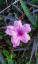 The Ruellia tuberosa plant thrives with exquisite flowers Royalty Free Stock Photo