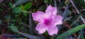 The Ruellia tuberosa plant thrives with exquisite flowers Royalty Free Stock Photo