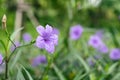 Ruellia tuberosa, purple flower background Royalty Free Stock Photo
