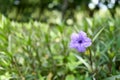 Ruellia tuberosa or Toi ting flower have violet color Royalty Free Stock Photo