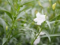 Ruellia tuberosa Waterkanon, Iron root Feverroot, Popping pod Cracker plant white flower blooming in garden on blur nature