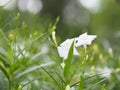 Ruellia tuberosa Waterkanon, Iron root Feverroot, Popping pod Cracker plant white flower blooming in garden on blur nature