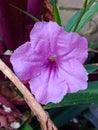 Ruellia tweediana flower