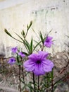 Ruellia tweediana Griseb. Britton& x27;s Wild Petunia, Mexican Bluebell .Flower blooming on garden