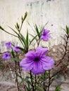 Ruellia tweediana Griseb. Britton& x27;s Wild Petunia, Mexican Bluebell .Flower blooming on garden