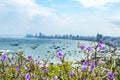 Ruellia tweediana Griseb and Cityscape view point of Pattaya be