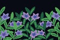 Ruellia vector background