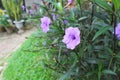 Ruellias or wild petunias