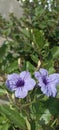 Ruellias or Wild Petunias or Pletekan. This flower is purple and bushy.