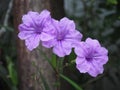 Ruellias,wild petunias,Waterkanon Royalty Free Stock Photo