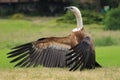 Rueppell griffon vulture Royalty Free Stock Photo