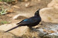 Rueppell`s Glossy-starling - Lamprotornis purpuroptera Royalty Free Stock Photo