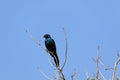 A Rueppell's long-tailed starling sits on a dry branch. Royalty Free Stock Photo