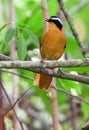 Rueppell`s robin-chat in tree singing Royalty Free Stock Photo