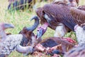Rueppell`s Vulture Gyps rueppellii, eating on carcass of a Commo Royalty Free Stock Photo