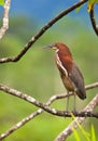 The Rufescent Tiger-Heron