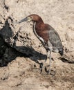 Rufescent tiger heron in Brazil