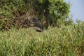 Rufescent Tiger Heron in Flight over Grasses Royalty Free Stock Photo