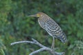 Rufescent Tiger Heron in a Pantanal Gallery Tree